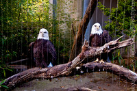 Bronx Zoo and National History Museum