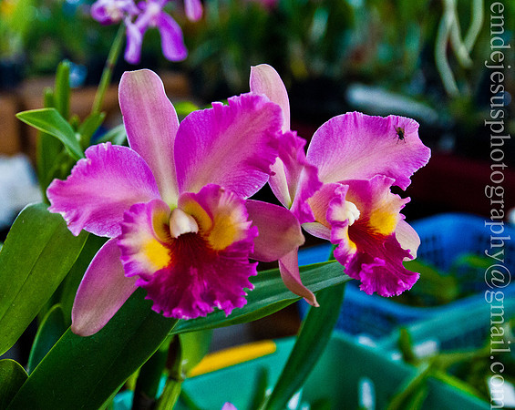 IMG_3459