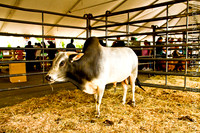 Agroferia 2013